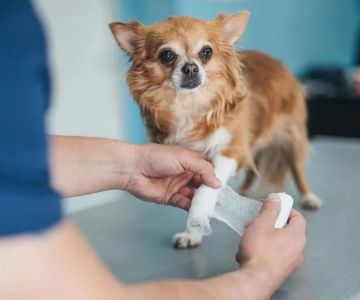 How to Handle a Pet's Broken Bone or Injury – Effective Steps for Pet Care