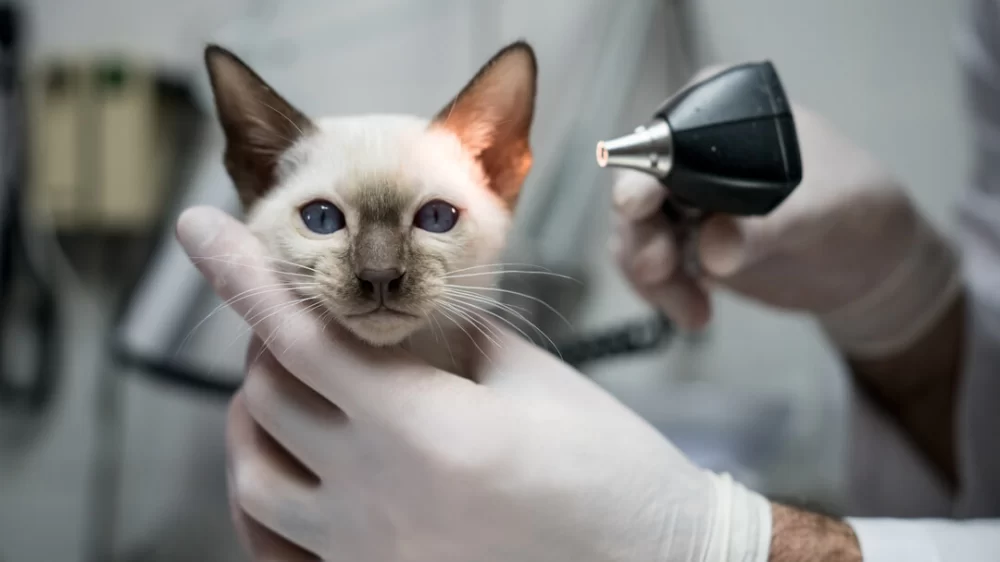 How to Treat Cat Ear Mites Effectively and Safely at Home