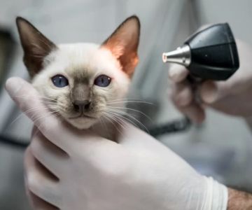 How to Treat Cat Ear Mites Effectively and Safely at Home