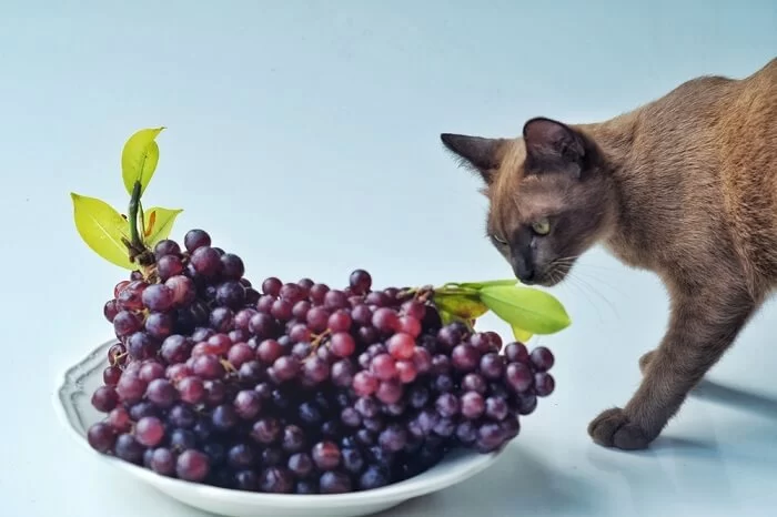 Can Cats Eat Grapes or Raisins? Understanding the Risks and Safe Diet Choices