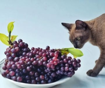 Can Cats Eat Grapes or Raisins? Understanding the Risks and Safe Diet Choices