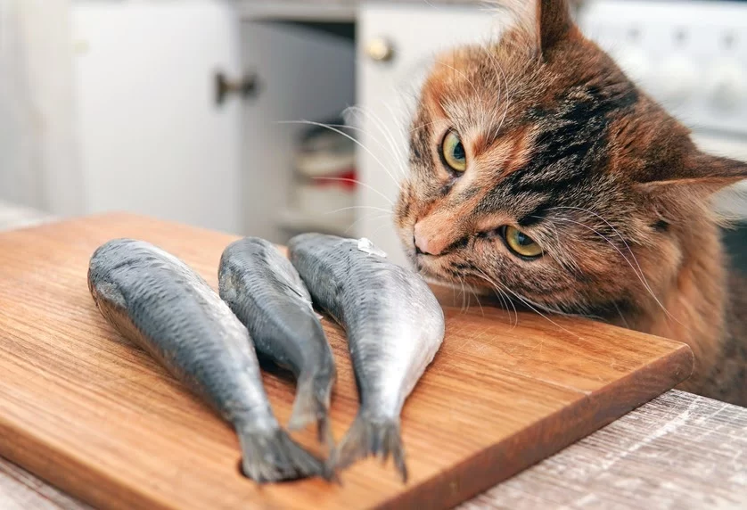 Can Cats Eat Fish Skin? What You Need to Know About Feeding Fish Skin to Cats