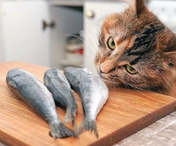 Can Cats Eat Fish Skin? What You Need to Know About Feeding Fish Skin to Cats