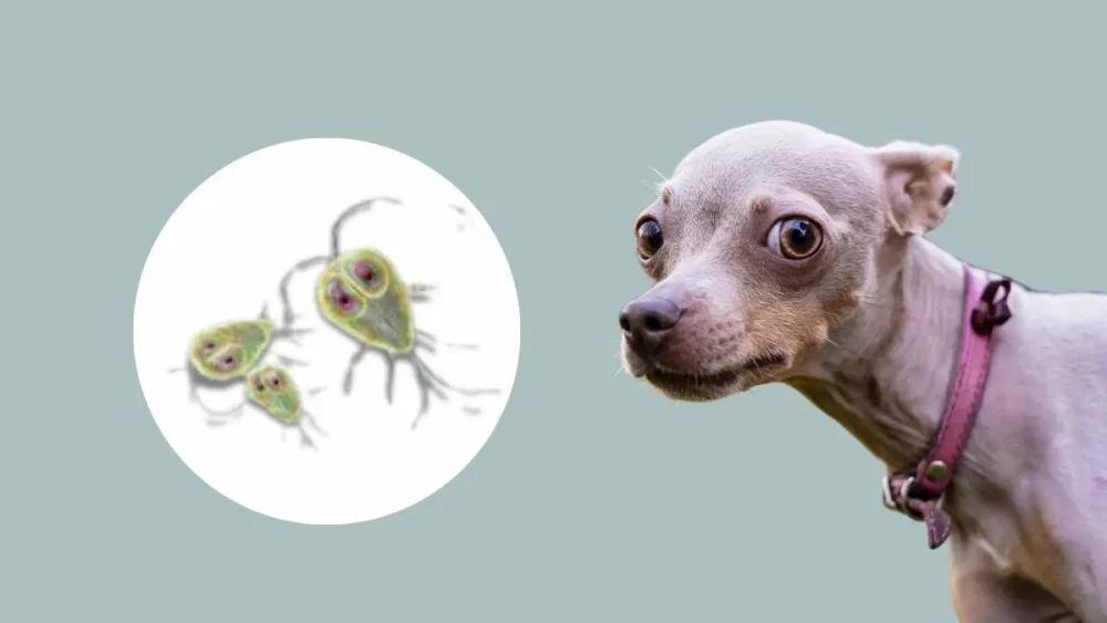 How to Treat Heartworm in Dogs at Home: A Comprehensive Guide