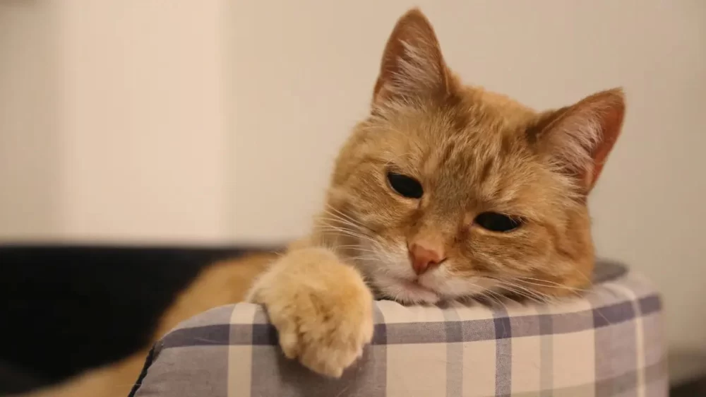 Best Supplements for Cat Joint Health: Enhance Your Cat's Mobility and Comfort