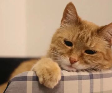 Best Supplements for Cat Joint Health: Enhance Your Cat's Mobility and Comfort