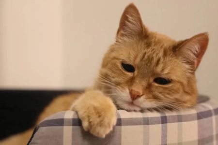 Best Supplements for Cat Joint Health: Enhance Your Cat's Mobility and Comfort