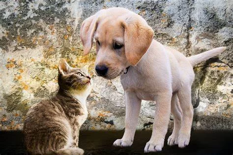 Veterinary Services