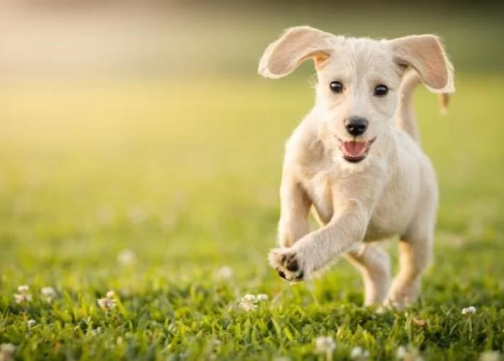 Pet Care Blog