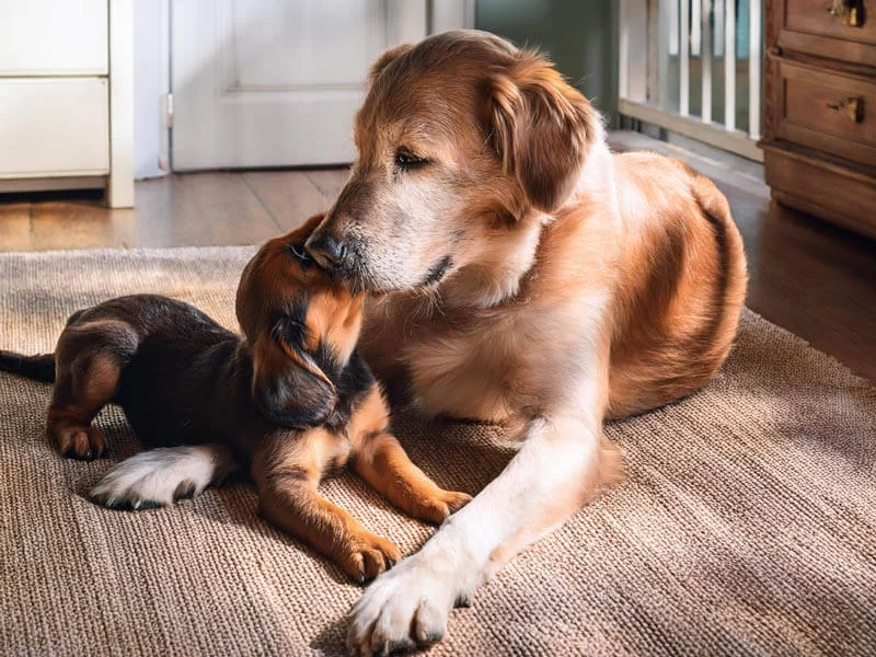 Caring for Elderly Dogs at Home: Essential Tips for Keeping Your Senior Dog Comfortable