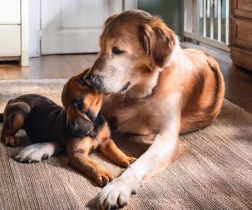 Caring for Elderly Dogs at Home: Essential Tips for Keeping Your Senior Dog Comfortable