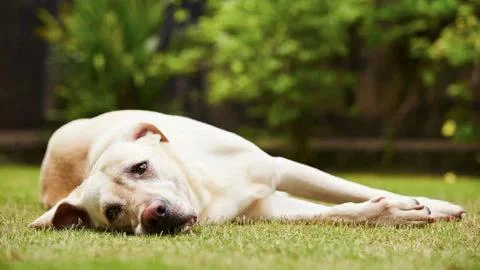 Dog Joint Health Care: How to Keep Your Dog’s Joints Healthy
