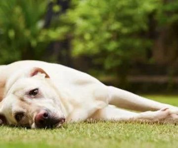 Dog Joint Health Care: How to Keep Your Dog’s Joints Healthy