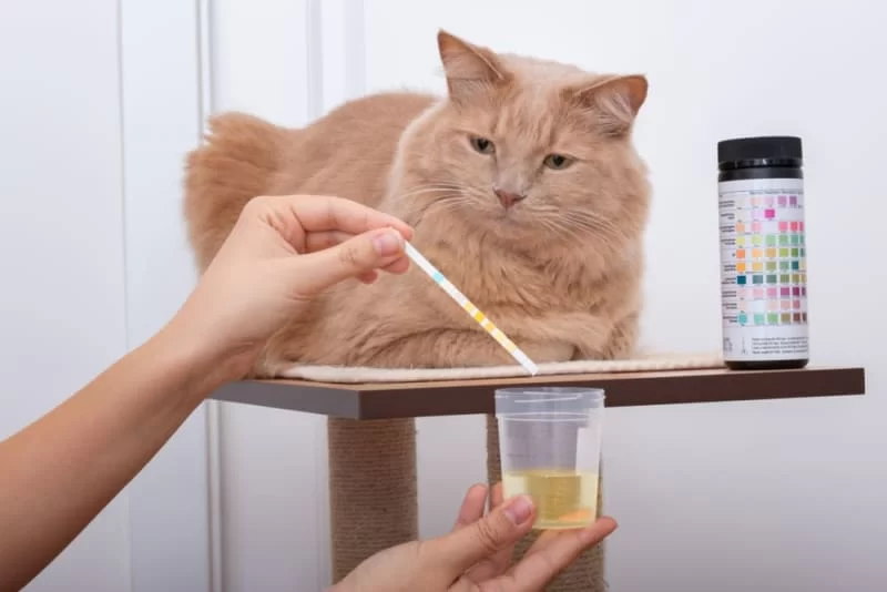 Symptoms of Urinary Tract Infection in Cats: What Every Cat Owner Needs to Know