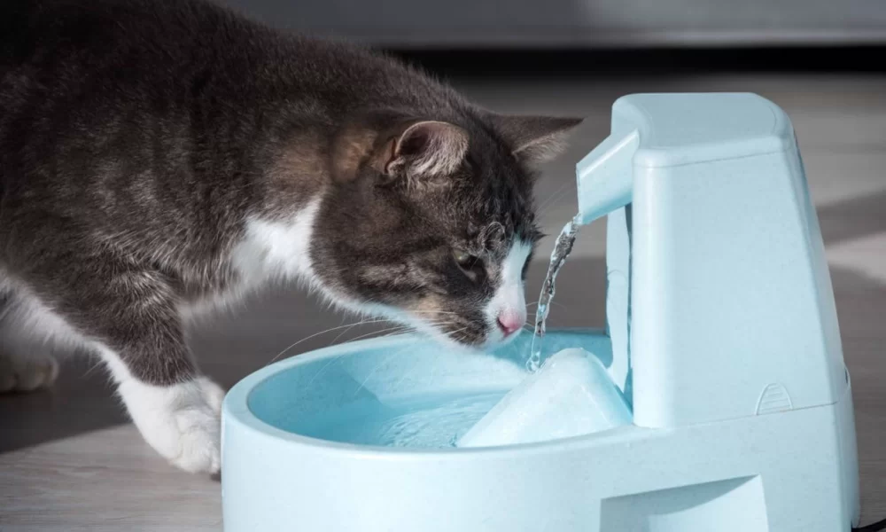 Cat Healthy Drinking Habits: How to Ensure Proper Hydration for Your Cat
