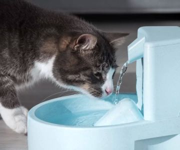 Cat Healthy Drinking Habits: How to Ensure Proper Hydration for Your Cat