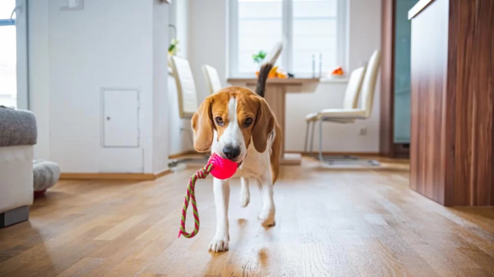 How to Create a Pet Health Care Routine for a Long, Happy Life