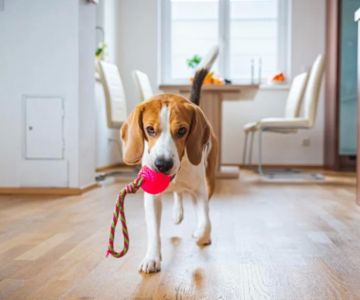 How to Create a Pet Health Care Routine for a Long, Happy Life