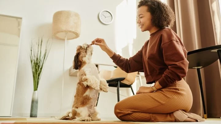 Puppy Training Schedule for New Owners: A Complete Guide