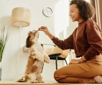 Puppy Training Schedule for New Owners: A Complete Guide