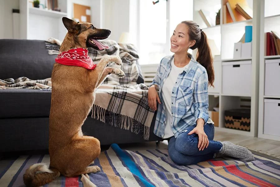 Understanding Your Pet’s Body Language During Training