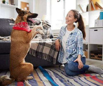 Understanding Your Pet’s Body Language During Training
