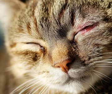 How to Treat Cat Conjunctivitis: A Comprehensive Guide to Treating Your Cat's Eye Infection