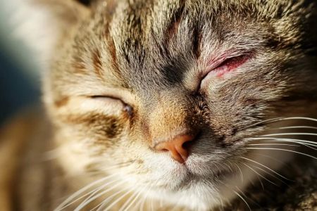 How to Treat Cat Conjunctivitis: A Comprehensive Guide to Treating Your Cat's Eye Infection