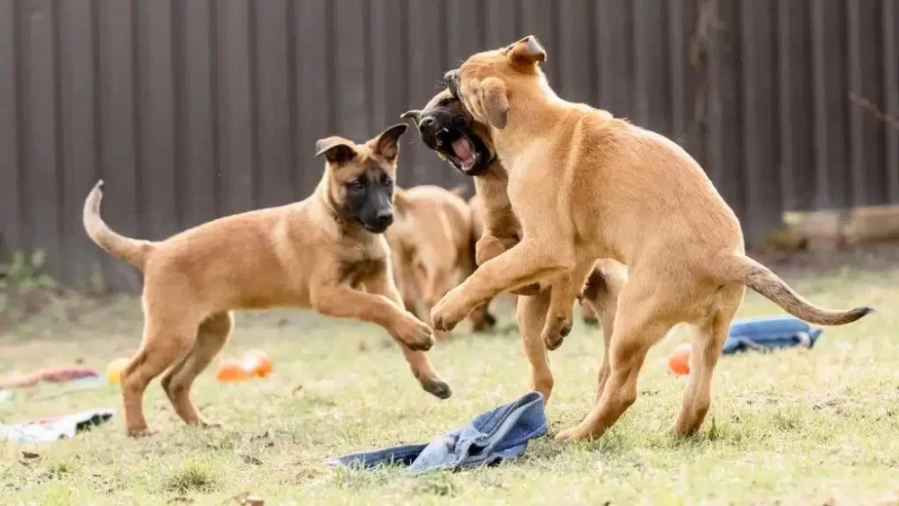 How to Socialize a Puppy with Other Dogs: A Step-by-Step Guide