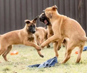 How to Socialize a Puppy with Other Dogs: A Step-by-Step Guide