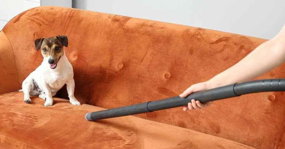 Why Your Dog May Be Ignoring Your Commands: Understanding Dog Behavior