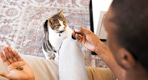 Essential Potty Training Tips for Kittens: A Step-by-Step Guide