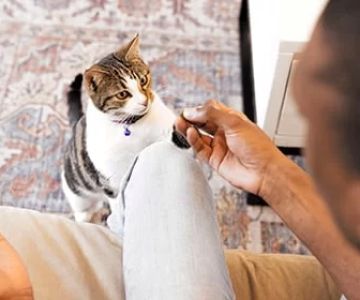 Essential Potty Training Tips for Kittens: A Step-by-Step Guide