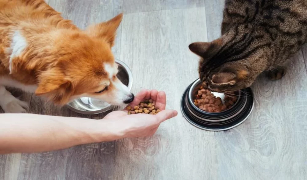 Nutritional Supplements for Cats and Dogs: What You Need to Know