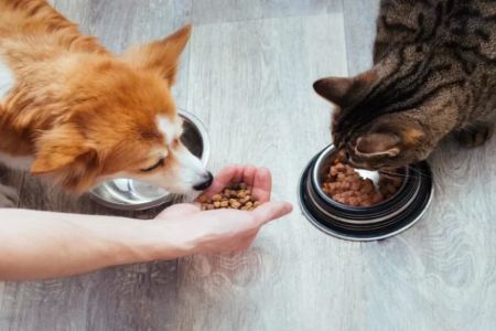 Nutritional Supplements for Cats and Dogs: What You Need to Know