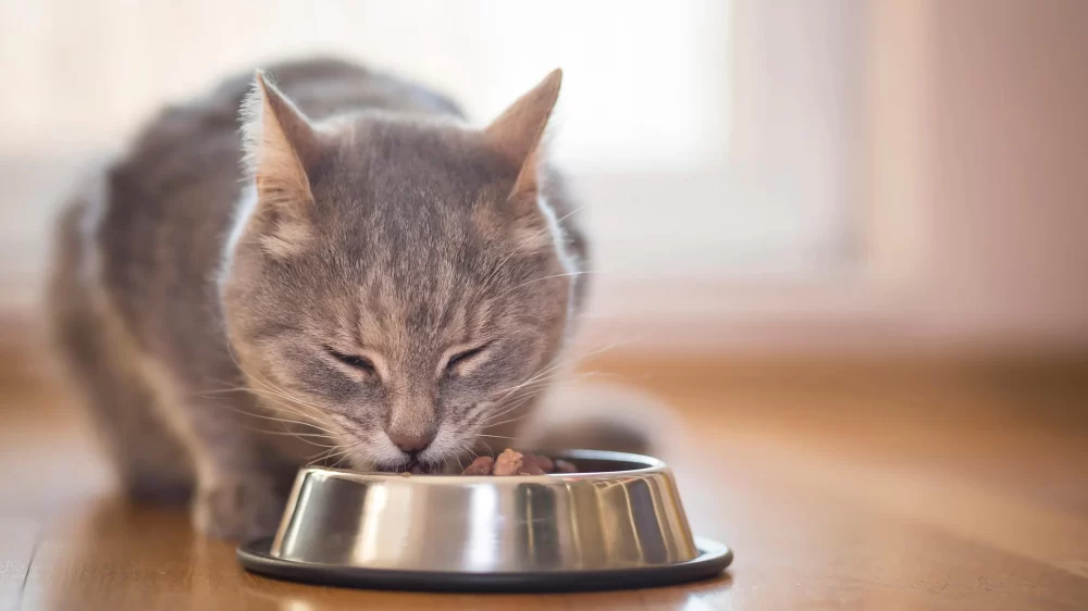What Not to Feed Your Cat: A Guide to Keeping Your Feline Safe and Healthy