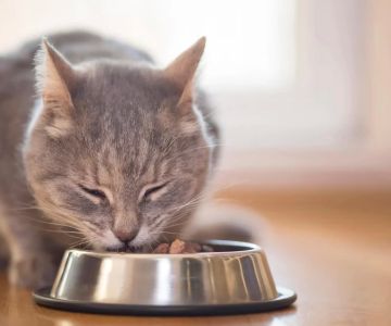 What Not to Feed Your Cat: A Guide to Keeping Your Feline Safe and Healthy