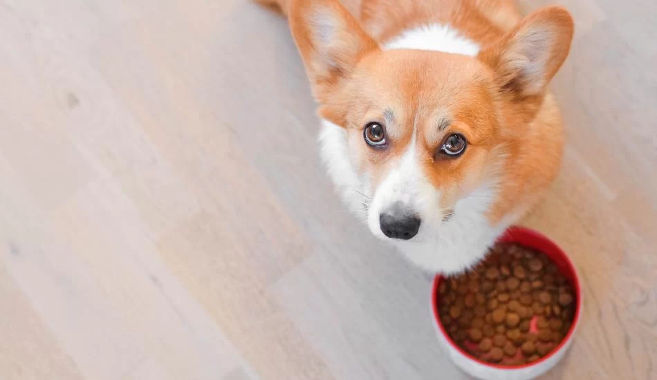 Best Dog Food for Puppies: Ultimate Guide to Healthy Puppy Nutrition