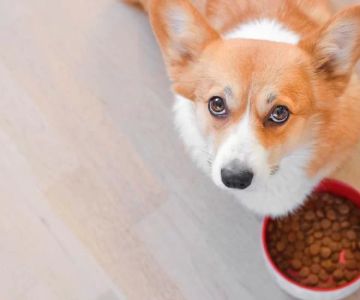 Best Dog Food for Puppies: Ultimate Guide to Healthy Puppy Nutrition
