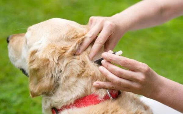 How to Prevent Dog Flea Infestations: Effective Solutions for Your Pet's Health