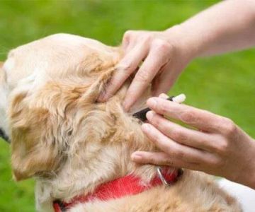 How to Prevent Dog Flea Infestations: Effective Solutions for Your Pet's Health