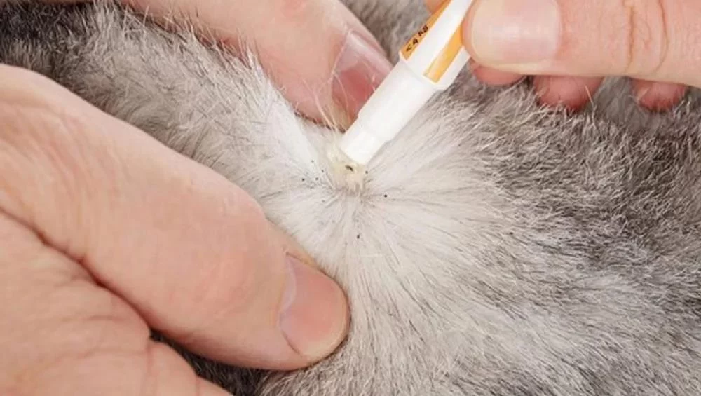 How to Effectively Treat Cat Flea Infestations and Prevent Recurrence