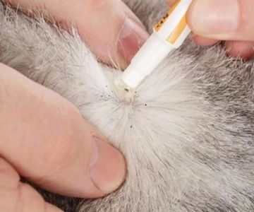 How to Effectively Treat Cat Flea Infestations and Prevent Recurrence