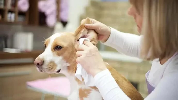 How to Effectively Treat Dog Ear Mites: A Complete Guide to Treatment & Prevention