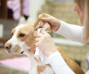 How to Effectively Treat Dog Ear Mites: A Complete Guide to Treatment & Prevention