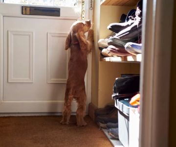 How to Train Your Dog to Stop Barking at the Door – Effective Solutions
