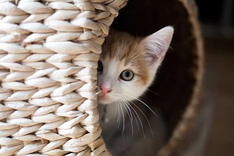 How to Manage Cat Anxiety: Effective Solutions for Calming Your Cat