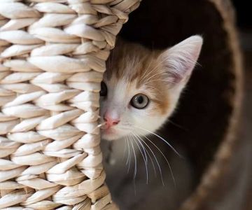 How to Manage Cat Anxiety: Effective Solutions for Calming Your Cat