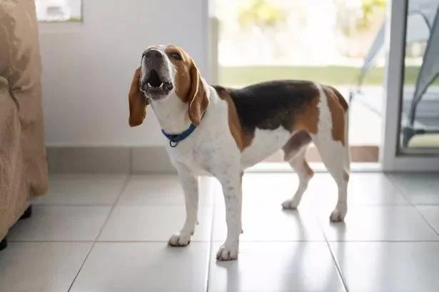 How to Train a Dog to Stop Barking at the Doorbell – A Complete Guide