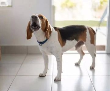 How to Train a Dog to Stop Barking at the Doorbell – A Complete Guide